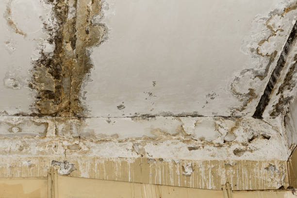 Best Mold Remediation for Healthcare Facilities  in Decatur, IL